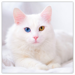 Cats, képes lemeznaptár 2026