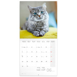 Cats, képes lemeznaptár 2026