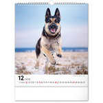 Dogs, képes falinaptár 2026