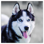 Dogs, képes lemeznaptár 2026 Dogs, képes lemeznaptár 2026