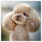 Dogs, képes lemeznaptár 2026 Dogs, képes lemeznaptár 2026