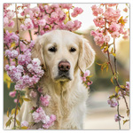 Dogs, képes lemeznaptár 2026 Dogs, képes lemeznaptár 2026