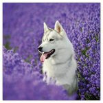 Dogs, képes lemeznaptár 2026 Dogs, képes lemeznaptár 2026