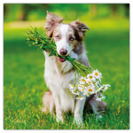 Dogs, képes lemeznaptár 2026 Dogs, képes lemeznaptár 2026