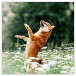 Dogs, képes lemeznaptár 2026 Dogs, képes lemeznaptár 2026