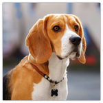 Dogs, képes lemeznaptár 2026 Dogs, képes lemeznaptár 2026