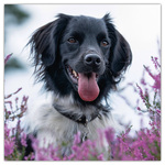 Dogs, képes lemeznaptár 2026 Dogs, képes lemeznaptár 2026