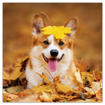 Dogs, képes lemeznaptár 2026 Dogs, képes lemeznaptár 2026