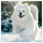 Dogs, képes lemeznaptár 2026 Dogs, képes lemeznaptár 2026