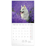 Dogs, képes lemeznaptár 2026 Dogs, képes lemeznaptár 2026