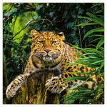 Endangered Animals, képes lemeznaptár 2026