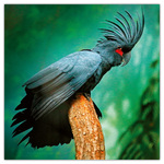 Endangered Animals, képes lemeznaptár 2026