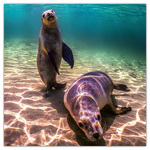 Endangered Animals, képes lemeznaptár 2026