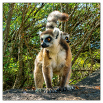 Endangered Animals, képes lemeznaptár 2026