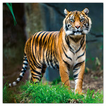 Endangered Animals, képes lemeznaptár 2026