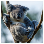 Endangered Animals, képes lemeznaptár 2026