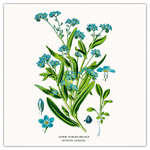 Herbarium, képes lemeznaptár 2026