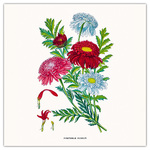 Herbarium, képes lemeznaptár 2026