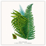 Herbarium, képes lemeznaptár 2026