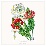 Herbarium, képes lemeznaptár 2026