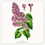 Herbarium, képes lemeznaptár 2026