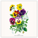 Herbarium, képes lemeznaptár 2026