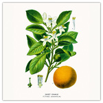 Herbarium, képes lemeznaptár 2026