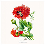 Herbarium, képes lemeznaptár 2026