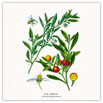 Herbarium, képes lemeznaptár 2026