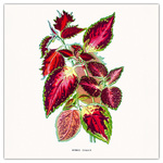 Herbarium, képes lemeznaptár 2026