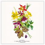 Herbarium, képes lemeznaptár 2026