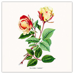 Herbarium, képes lemeznaptár 2026