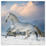 Horses - Christiane Slawik, képes lemeznaptár 2026