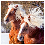 Horses - Christiane Slawik, képes lemeznaptár 2026