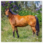 Horses - Christiane Slawik, képes lemeznaptár 2026 Horses - Christiane Slawik, képes lemeznaptár 2026