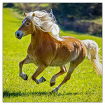 Horses - Christiane Slawik, képes lemeznaptár 2026