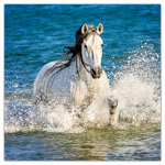 Horses - Christiane Slawik, képes lemeznaptár 2026