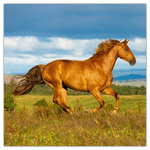 Horses - Christiane Slawik, képes lemeznaptár 2026 Horses - Christiane Slawik, képes lemeznaptár 2026