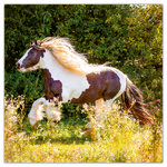 Horses - Christiane Slawik, képes lemeznaptár 2026