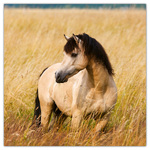 Horses - Christiane Slawik, képes lemeznaptár 2026