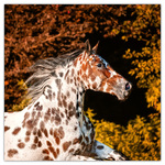 Horses - Christiane Slawik, képes lemeznaptár 2026 Horses - Christiane Slawik, képes lemeznaptár 2026