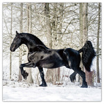 Horses - Christiane Slawik, képes lemeznaptár 2026