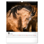 Horses, képes falinaptár 2026