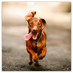 Keep Smiling, képes lemeznaptár 2026