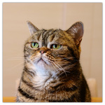 Keep Smiling, képes lemeznaptár 2026