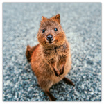 Keep Smiling, képes lemeznaptár 2026