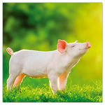 Keep Smiling, képes lemeznaptár 2026