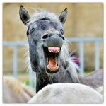 Keep Smiling, képes lemeznaptár 2026