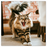 Keep Smiling, képes lemeznaptár 2026