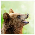 Keep Smiling, képes lemeznaptár 2026